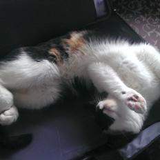 Blanding af racer Miss