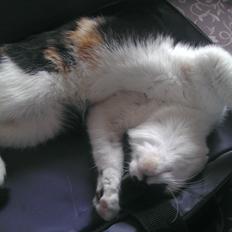 Blanding af racer Miss