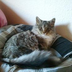 Blanding af racer Fluffy <3