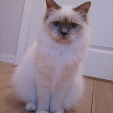 Hellig Birma Raus Höjden's Mynta