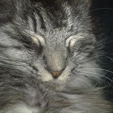 Maine Coon Mester