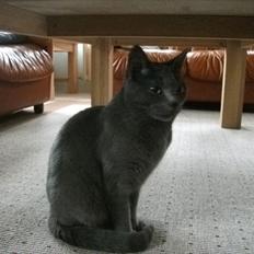Korat Mis *Løbet væk/måske død*