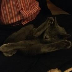 Korat Mis *Løbet væk/måske død*