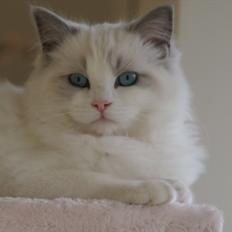 Ragdoll Kittyrags Melina