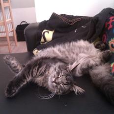 Blanding af racer Cuba