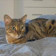 Bengal Jane