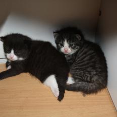 Blanding af racer Tuia R.I.P