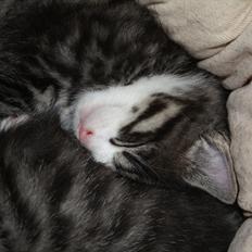 Blanding af racer Tuia R.I.P