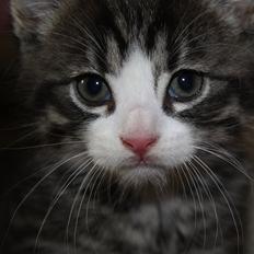 Blanding af racer Tuia R.I.P