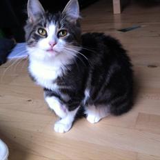 Sibirisk Kat DK Meldgaards Yana