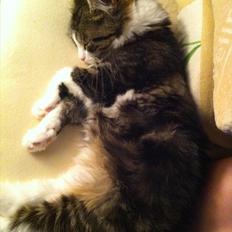 Sibirisk Kat DK Meldgaards Yana