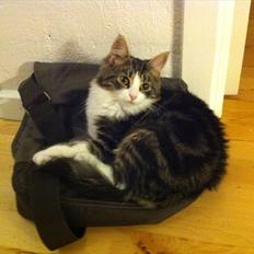 Sibirisk Kat DK Meldgaards Yana