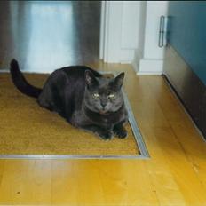 Blanding af racer Børge *HIMMELMIS*