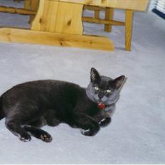 Blanding af racer Børge *HIMMELMIS*