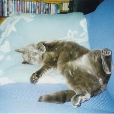 Blanding af racer Børge *HIMMELMIS*