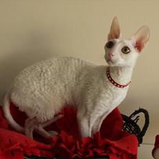 Cornish Rex DK Felis Schwencke Eowyn *Baby Boogie*