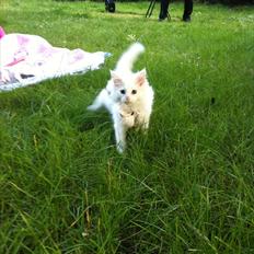 Blanding af racer Cato