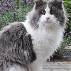 Maine Coon Oceane