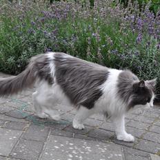 Maine Coon Oceane