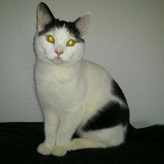 Huskat Laban (Labse) rip 