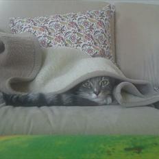 Blanding af racer Balou