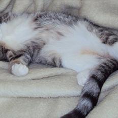 Blanding af racer Balou