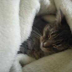 Blanding af racer Balou