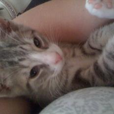 Blanding af racer Herkules