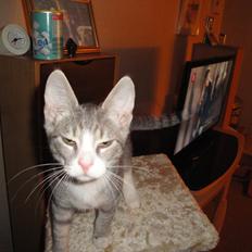 Blanding af racer Herkules