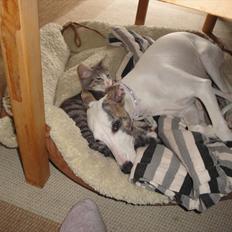 Blanding af racer Herkules