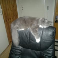 Norsk Skovkat Sonneholt's Darwin