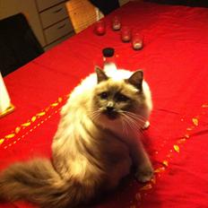 Hellig Birma DK Pumelles Armani