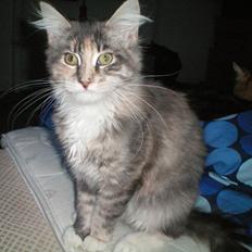 Maine Coon Ifigenia #Iffi#