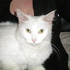 Maine Coon Duchess #Dysse#