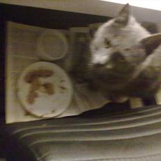 Blanding af racer Gråmis