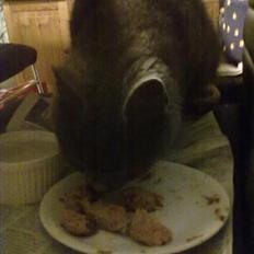 Blanding af racer Gråmis