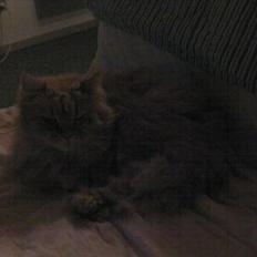 Huskat Missen Du  Elsket!!:-*