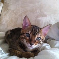 Bengal Jeremy