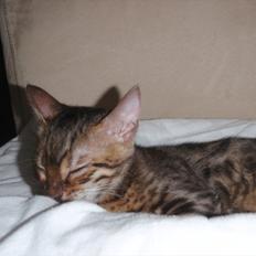 Bengal Jeremy