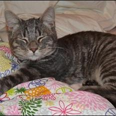 Huskat Sölvi Hittemis