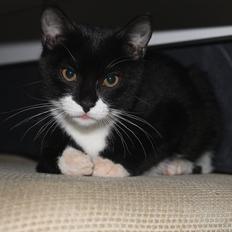 Blanding af racer Mille