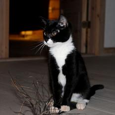 Blanding af racer Mille