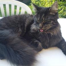 Blanding af racer Gizmo