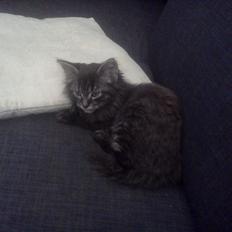 Blanding af racer Gizmo