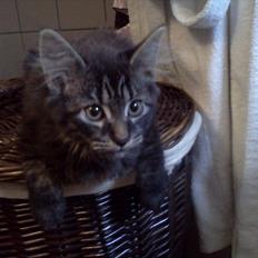 Blanding af racer Gizmo