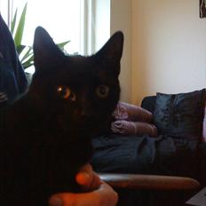 Huskat Mogens