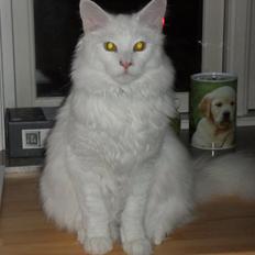 Blanding af racer Cato