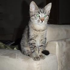 Blanding af racer Asti