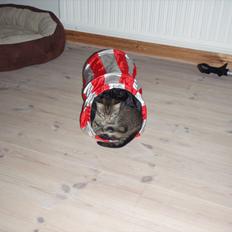 Blanding af racer Asti