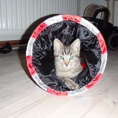 Blanding af racer Asti